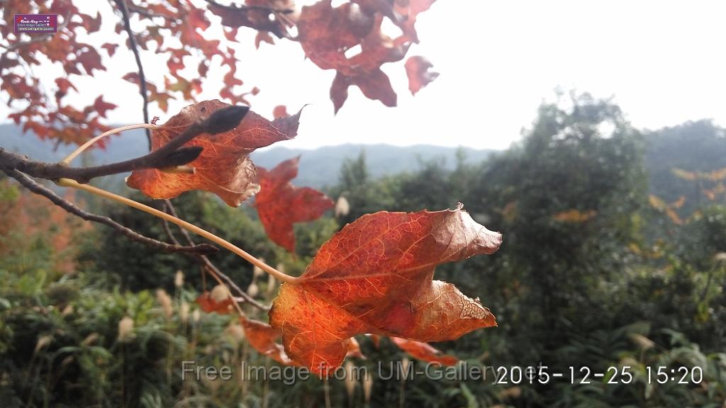 20151225red leaves-IMG_152041.jpg